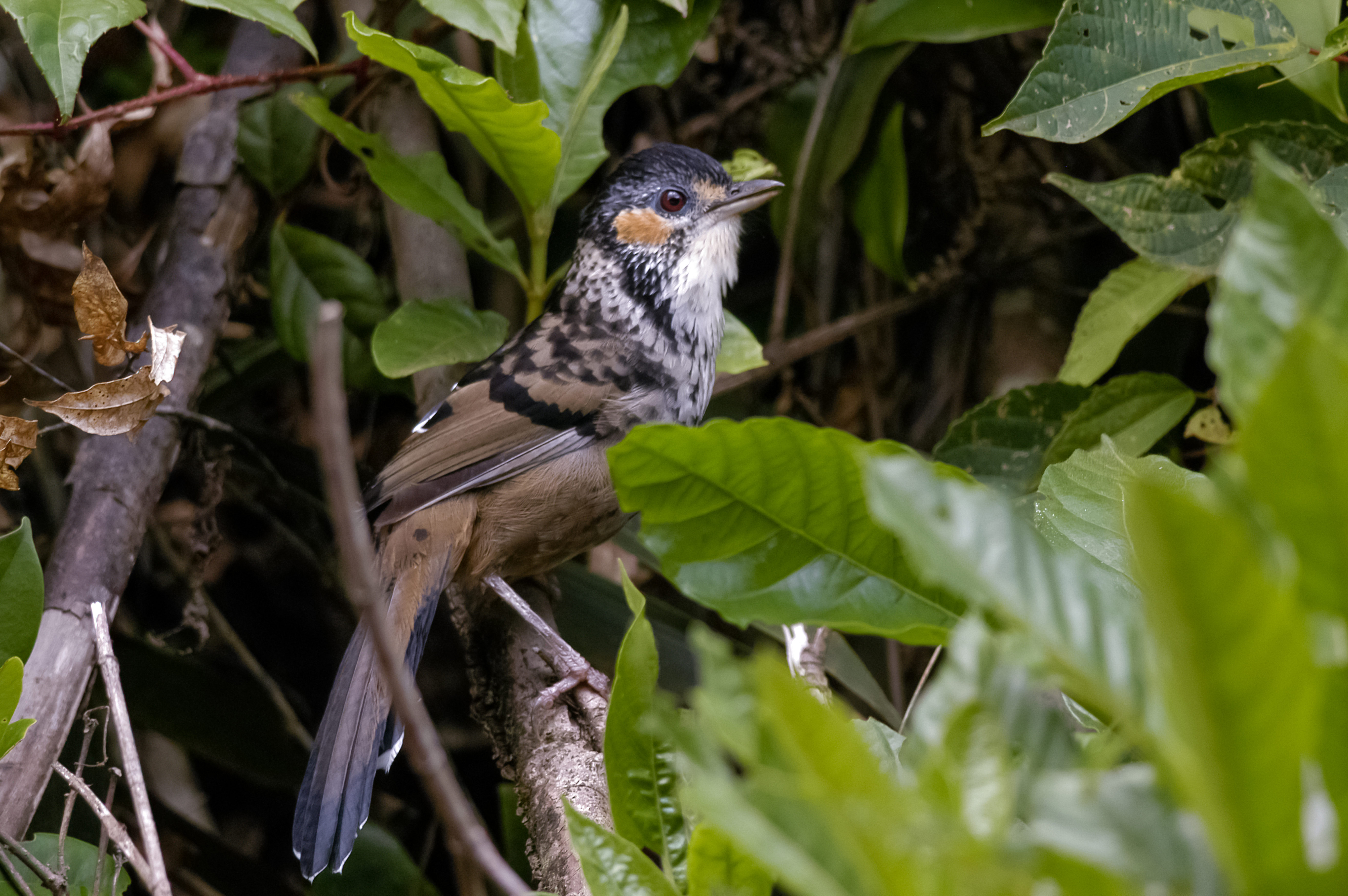 Chestnut-eared Laughingthrush